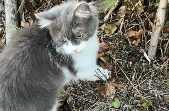 Пропала кошка, 97, Тихорецк - серо-белый окрас, пушистый хвост - photo