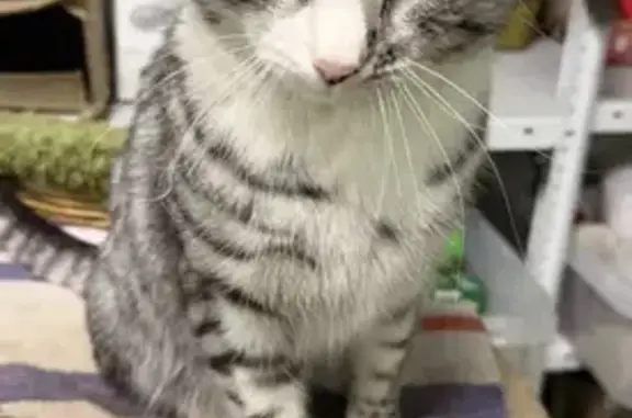 Объявления о пропавших и найденных животных, Лапино, фото: Найден кот, Лапино, Московская область - серый в полосочку