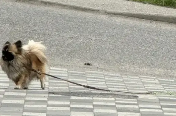 Найденные животные Железноводск, фото: Найдена собака, улица Чапаева, Железноводск - шпиц с поводком и ошейником