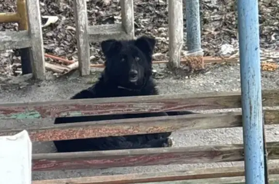 Найдена собака, Липецк, фото: Найден собака, улица Филипченко, 7, городской округ Липецк - с ошейником