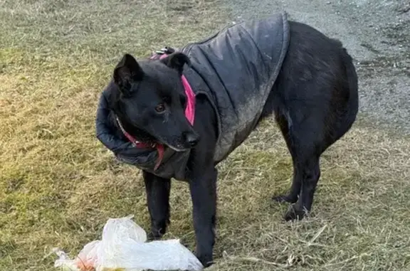 Объявления о пропавших и найденных животных, Санкт-Петербург, фото: Найдена собака, улица Ворошилова, 31 к1, Санкт-Петербург