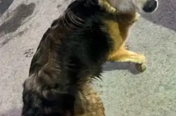 Найденные животные Тольятти, фото: Найдена собака, женская, с красным ошейником, Тольятти