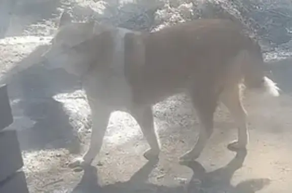 Найдена собака, Маслово, фото: Найдена собака, 46Н-03310, Маслово - белая с рыжими пятнами