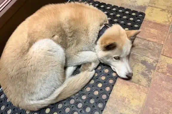 Найдена собака, Тюмень, фото: Найдена собака, женская, 71Н-1706, Тюмень - очень добрая девочка