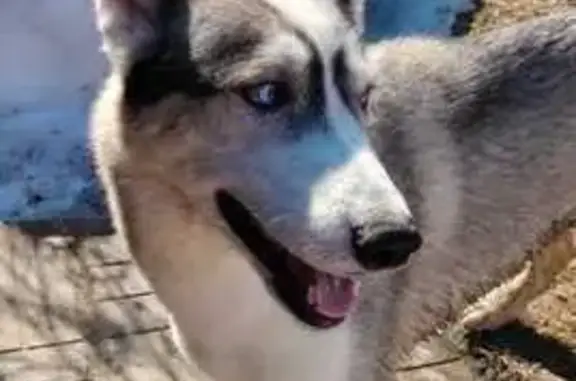 Найденные животные Волоколамск, фото: Найдена собака, Дубосеково, Волоколамск - одна с голубым ошейником