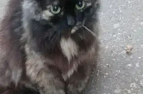 Пропала кошка, Зелёная улица, 1, Каменка - пушистая, трехшерстная - photo