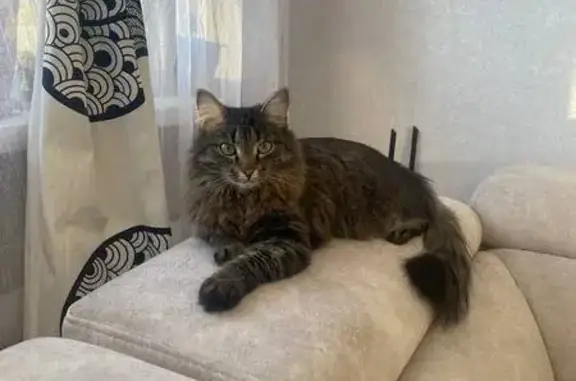 Пропал кот, Карадырская улица, 6, Магнитогорск - пушистое брюшко и хвост - photo