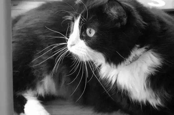 Пропала кошка, улица Богдана Хмельницкого, 117 к1, Чебоксары - photo