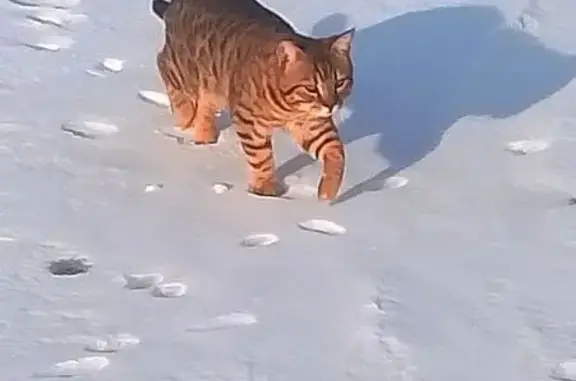 Пропала кошка, Песчаная улица, Бузулук - photo