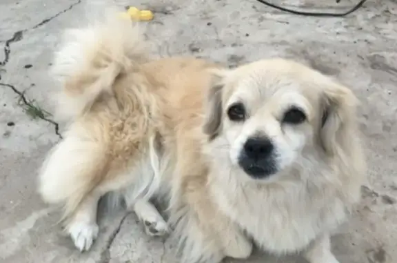 Пропала собака, женская, Садовый переулок, 11, Котельниково - пожилая, плохо видит и слышит - photo