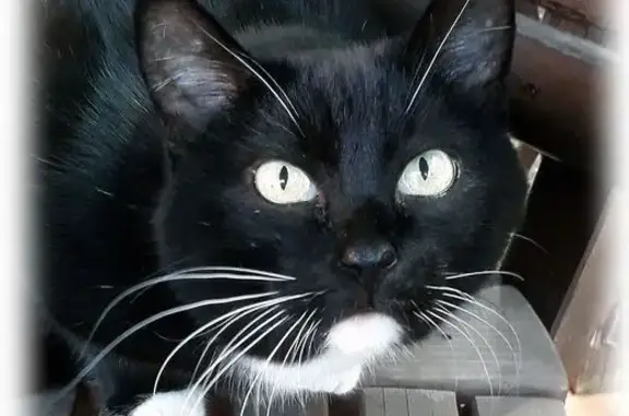 Пропала кошка, Еловый проезд, 10, городской округ Тольятти - photo