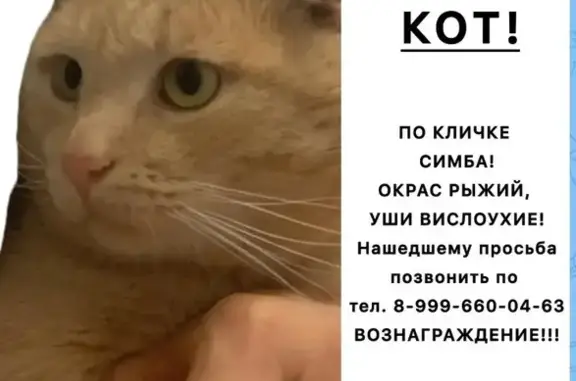 Кошки потеряшки, Майкоп, фото: Потеряшка кот, Садовая улица, Майкоп - рыжий с шрамом на брови