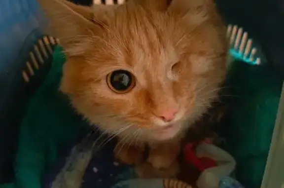 Найдена кошка, Нижний Новгород, фото: Найдена кошка, Мануфактурная улица, Нижний Новгород - рыжая, одноглазая