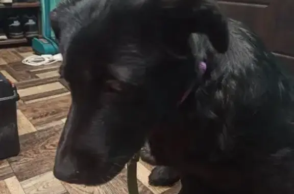 Найдена собака, Владимир, фото: Найдена собака, улица Балакирева, 16, Владимир