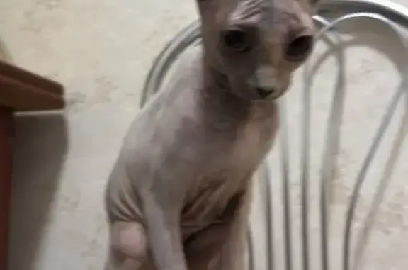 Найдена кошка, Калининград, фото: Найдена кошка, улица Маршала Рокоссовского, 1, Калининград - очень общительная