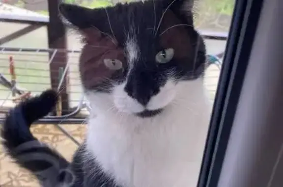 Пропал кот, Офицерская улица, 17, Кореновск - черное сердечко на правом боку - photo