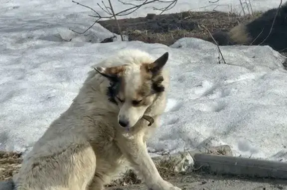 Найдена собака, Екатеринбург, фото: Найдена собака, улица 8 Марта, Екатеринбург - в ошейнике, прибился к уличным собакам