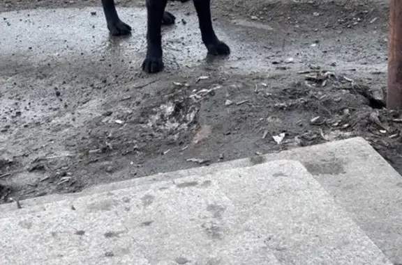 Найдена собака, Чита, фото: Найдена собака, улица Полины Осипенко, Чита - чёрная с ошейником