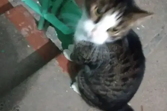 Найдена кошка, Кирово-Чепецк, фото: Найдена кошка, улица Луначарского, 14, Кирово-Чепецк - черепаховая спинка