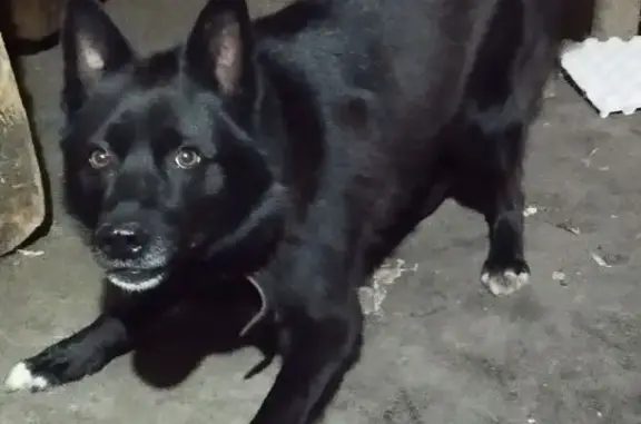 Пропала собака, Цветочный проезд, Алатырь - photo