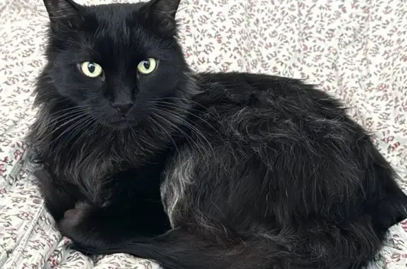 Пропал кот, 1-я улица Грамши, 1, Ростов-на-Дону - черный длинношерстный - photo