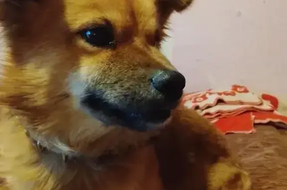 Пропал собака, улица Ленина, 215, Серов - рыжего цвета, зелёный ошейник - photo