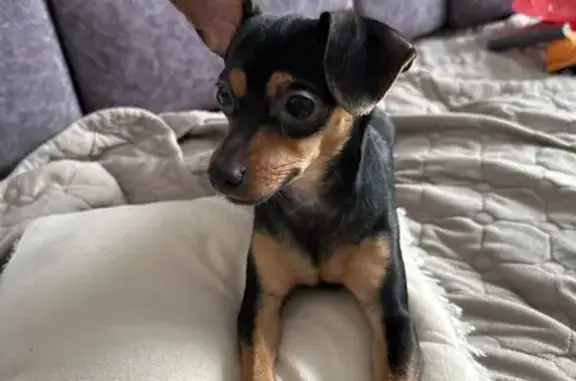 Найдена собака, Кемерово, фото: Найдена собака, улица Тухачевского, 31В, Кемерово