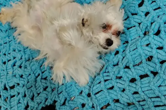 Найден собака, улица Северная звезда, Батайск - щенок, похож на балонку - photo