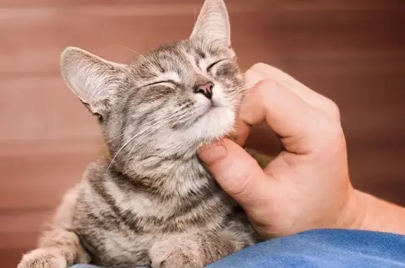 Пропала кошка, улица Солидарности, 128, Ростов-на-Дону - серый котик в ошейнике - photo