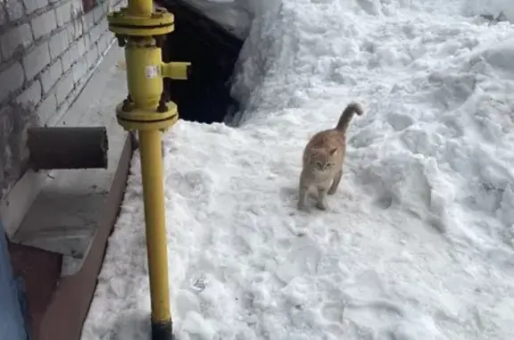 Найдена кошка, Томск, фото: Найдена кошка, улица Ивановского, 11, Томск - ласковый и громкий