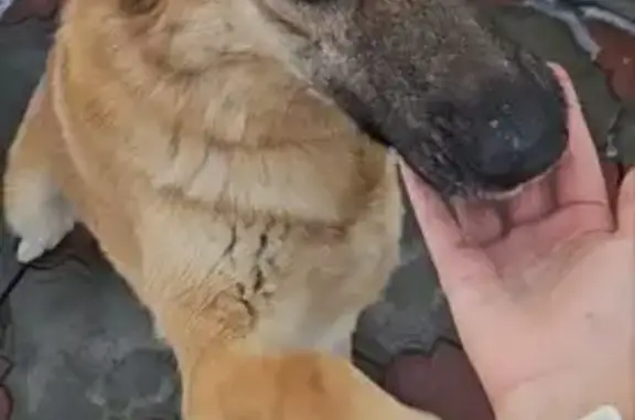 Пропала собака, 2-я Колхозная улица, 7, Казань - кличка Шарлотка - photo