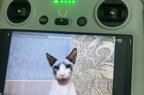 Кошки потеряшки, Бийск, фото: Потеряшка кот, улица Александра Матросова, 21, Бийск - сфинкс с большими ушами