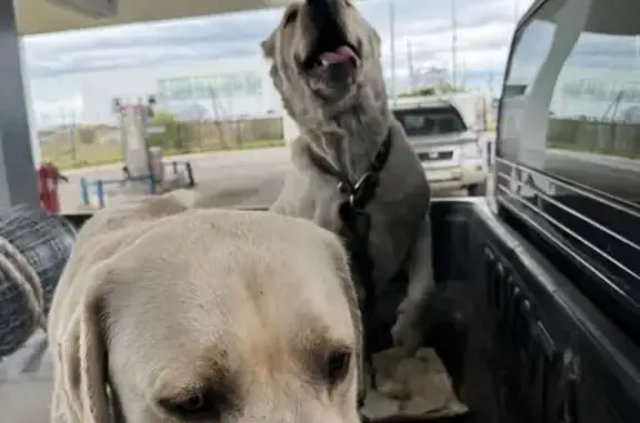 Пропала собака, женский пол, Сергеляхское шоссе 12 км, 7/1, Якутск - лабрадор - photo