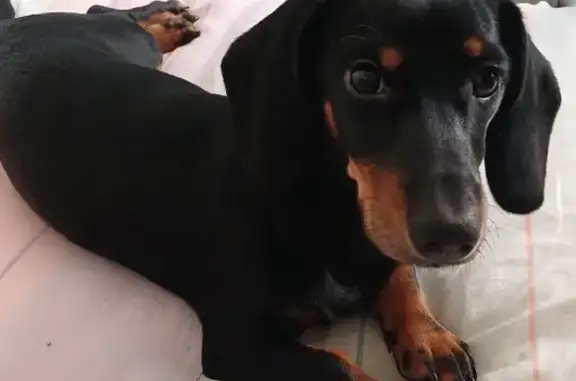 Пропала собака, Канонерская улица, Мгинское - девочка Лея, щенок таксы - photo