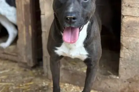 Найдена собака, Елизаветинская, фото: Найдена собака, Петровская улица, 46, Елизаветинская