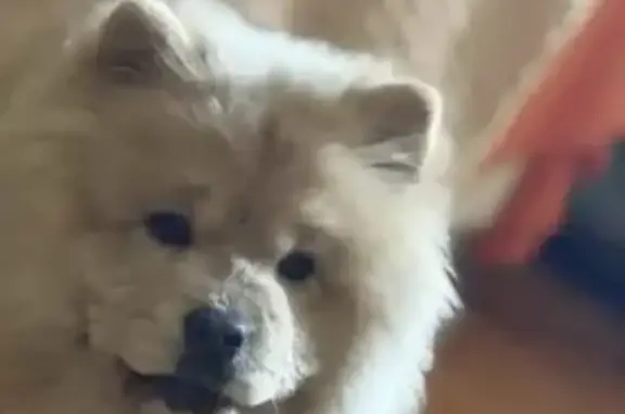 Собаки потеряшки, Лопотово, фото: Потеряшка собака, девочка, Андреевская улица, 12, Лопотово - мини чао чао