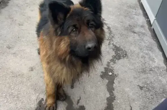 Найдена собака, Омск, фото: Найдена собака, 28-я Северная улица, Омск - хозяин отзовись