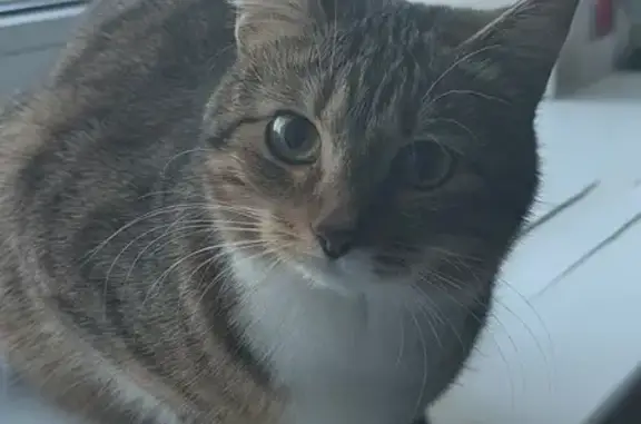 Пропала кошка, Садово-Пушкарная улица, 6, городской округ Орёл - photo