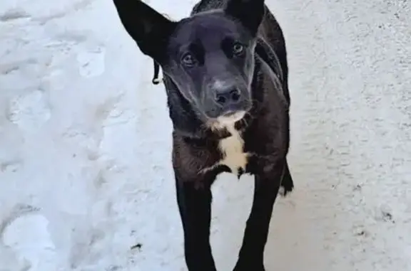 Собаки потеряшки, Новокузнецк, фото: Потеряшка собака, улица Сибиряков-Гвардейцев, 5, Новокузнецк - недавно стерилизована