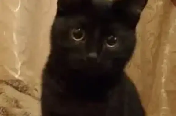 Пропала кошка, Зелёная улица, 2, Йошкар-Ола - чёрный окрас, откликается на Багиру - photo