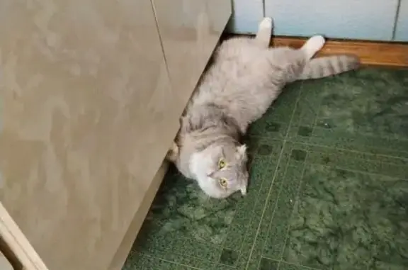 Пропала кошка, Восточная улица, 1, Алексин - серо-бежевого окраса, вислоухая - photo