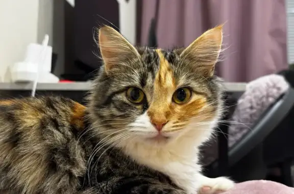 Пропала кошка, улица Чехова, 57, Таганрог - трехцветная с кисточками на ушах - photo