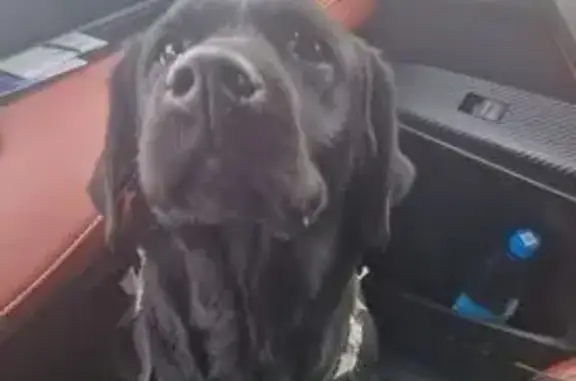 Найдена собака, Ключи, фото: Найдена собака, женская, Крутой переулок, Ключи, черного окраса