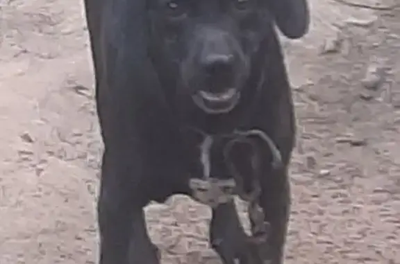 Пропала собака, Медногорская улица, 124, Астрахань - photo