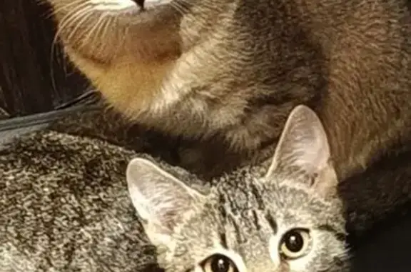 Пропала кошка, Фестивальная улица, 8А, Апатиты - двое серо-коричневых котят - photo