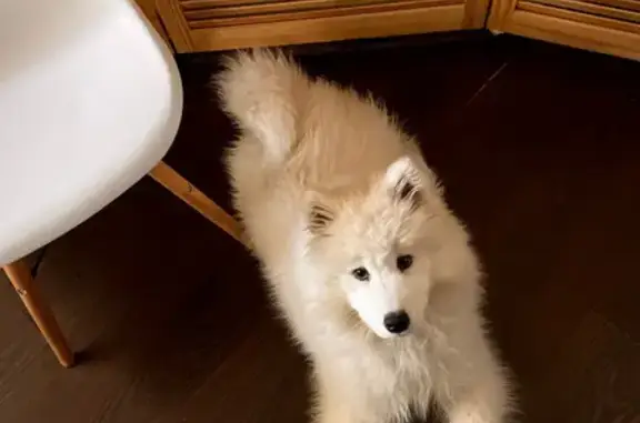 Пропала собака, проспект Победы, Челябинск - забрал мужчина на белой приоре - photo