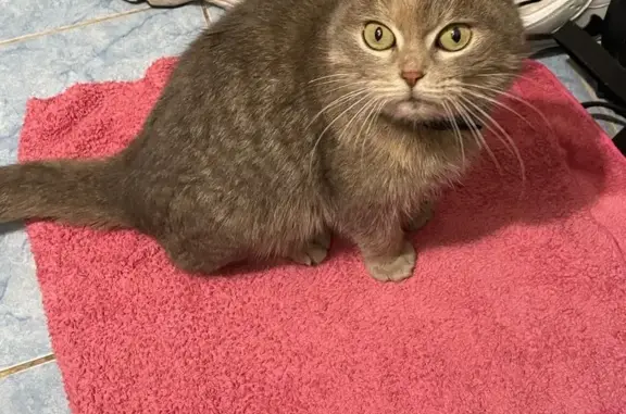 Найдена кошка, Муром, фото: Найдена кошка, Каштановая улица, Муром - триколор, вислоухая