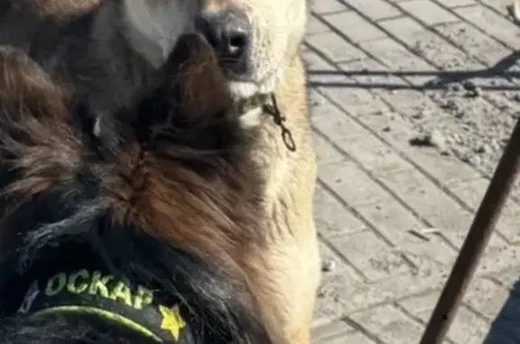 Пропала собака Мальчик, Дзержинск (rl1157721) - photo