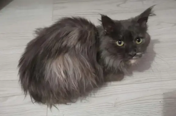 Найдена кошка, Петрозаводск, фото: Найдена кошка, Лососинское шоссе, 24 к1, Петрозаводск - похожа на мейн-куна