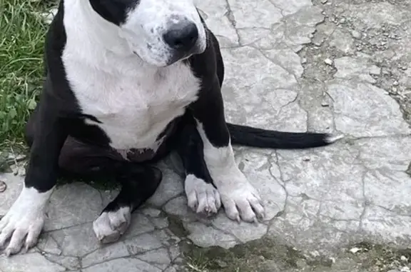 Найдена собака, Новороссийск, фото: Найден собака, улица Цедрика, 38, Новороссийск - похож на Стафа, щенок